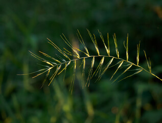 Sunlit Stem of Eastern Bottlebrush Grass or Elymus Hystrix