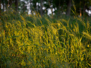 Sunlit Field of Eastern Bottlebrush Grass or Elymus Hystrix in Minnesota