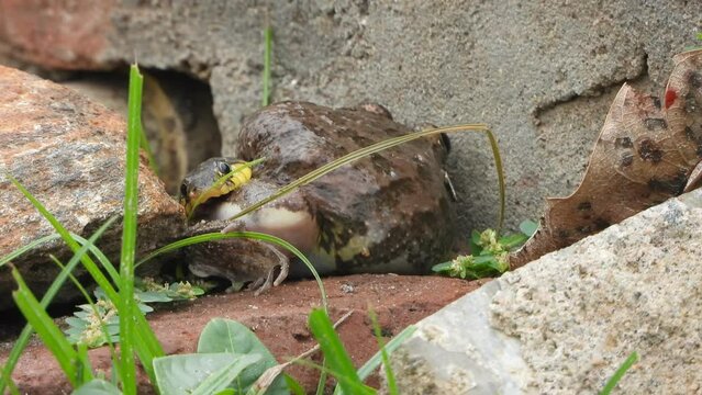 wild snake eating frog live -food. pry .