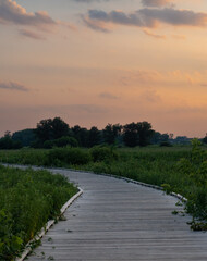 Wooden Boardwalk Through a Lush Green Marshland Photographed at Sunset