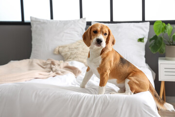 Cute Beagle dog in bedroom