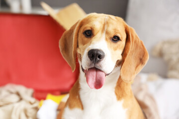 Cute Beagle dog in bedroom, closeup