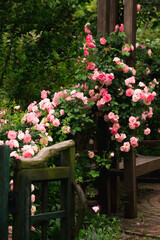 Fototapeta na wymiar Roses in garden