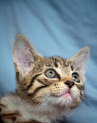 Obraz premium portrait of a cat
