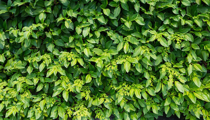 foliage plant background. hedge wall of green leaves.