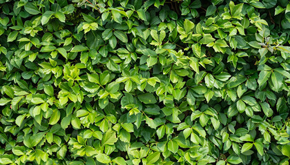 Fototapeta na wymiar foliage plant background. hedge wall of green leaves.