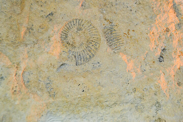 fossil trilobite imprint in the sediment. 3.6 Billion Year old Trilobite © Luci