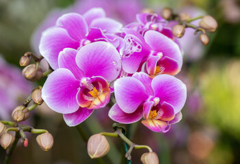 Fototapeta na wymiar Close up of beautiful Orchids flowers growing in garden. Orchids are perennial herbs and feature unusual bilaterally symmetric flowers.