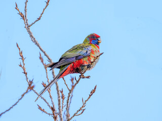 Red Green Rosella Facing Left