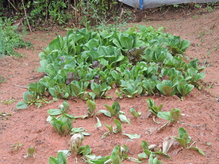 Lettuce in a vegetable garden