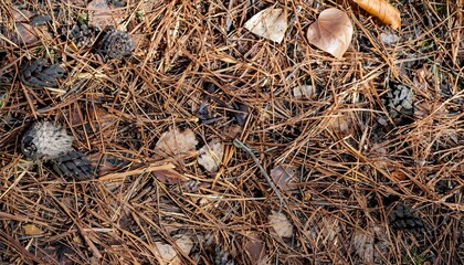 close up of grass Dry pine needles on the ground leaves, Natural background,