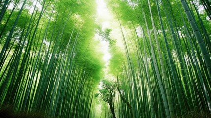 Bamboo Forest with Sunlight
