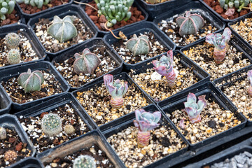 Suculentas de diferentes especies en macetas