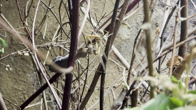 stick insect painfully eats another insect alive and sits on a branch with it