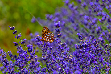 Butterfly in the lavender field