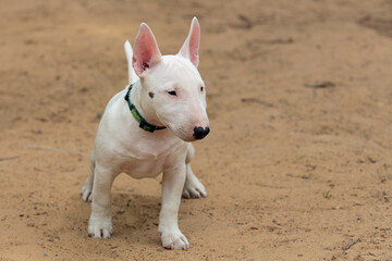 A white Bull Terrier puppy is playing on the sand.