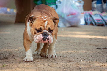 Obraz premium English bulldog walking down the street