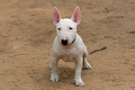 A white Bull Terrier puppy is playing on the sand.