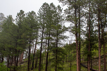 Forest in the morning