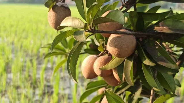 longan fruits