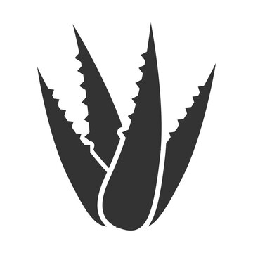 recommend clip art: Vector illustration of Aloe vera icon in dark color and transparent background(PNG).