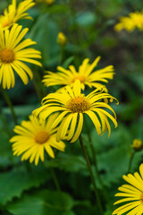gelbe margeriten im bokeh vor einem saftig grünen hintergrund doronicum