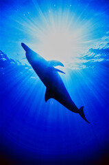 Fototapeta premium Atlantic Spotted Dolphins