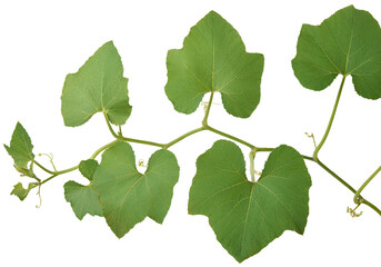 Fototapeta na wymiar close-up of pumpkin plant vine isolated background, aka cucurbita pepo cultivated for its edible fruit