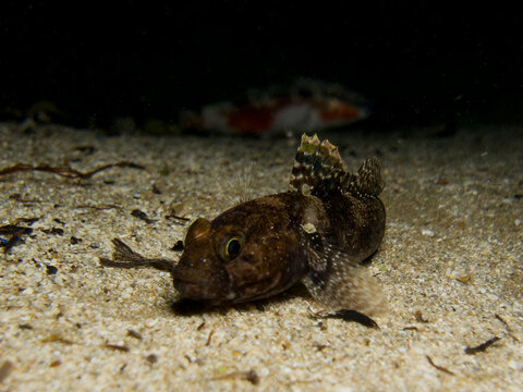 Black goby from Cyprus