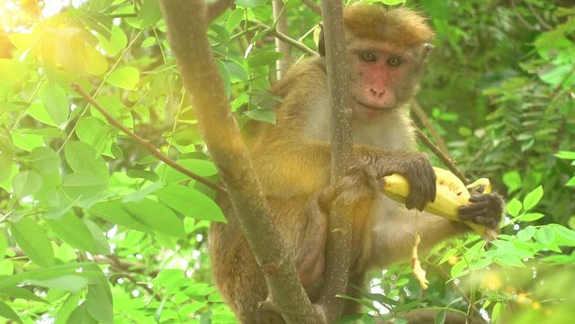 A cute monkey sits on a tree, eats a banana. Ecology, protection of animals, amazing wildlife, travel in Asia. 4K