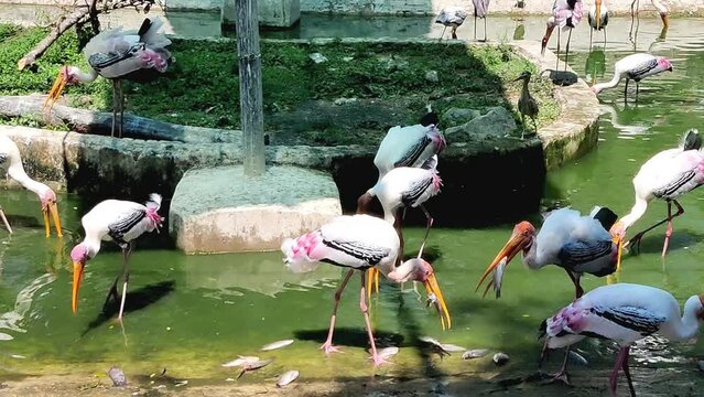 Painted stork Birds in a bird Sanctuary