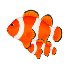 Nemo fish in the sea