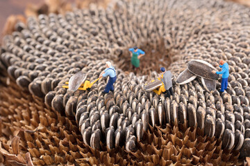 Miniature creative labor of farmers harvesting sunflowers