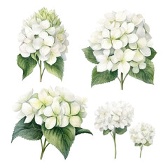 Set of white floral watecolor. Hydrangea flowers and leaves. Floral poster, invitation floral. Vector arrangements for greeting card or invitation design	