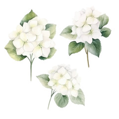 Set of white floral watecolor. Hydrangea flowers and leaves. Floral poster, invitation floral. Vector arrangements for greeting card or invitation design	