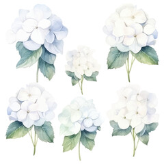 Set of white floral watecolor. Hydrangea flowers and leaves. Floral poster, invitation floral. Vector arrangements for greeting card or invitation design	