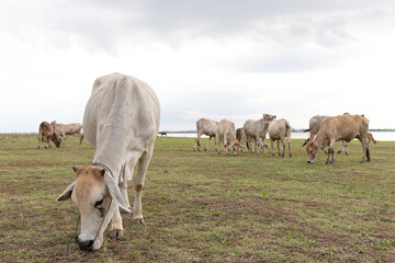 Herd of cows grazing in a meadow on a cloudy day