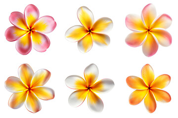 frangipani, plumeria flowers collection isolated on transparent background - obrazy, fototapety, plakaty