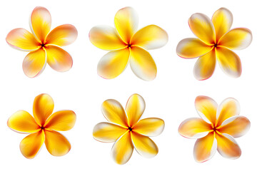 frangipani, plumeria flowers collection isolated on transparent background - obrazy, fototapety, plakaty