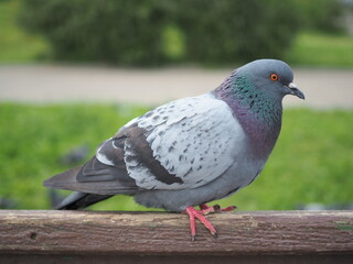 City pigeon close-up.A grey pigeon is sitting on a perch. portrait of a pigeon.