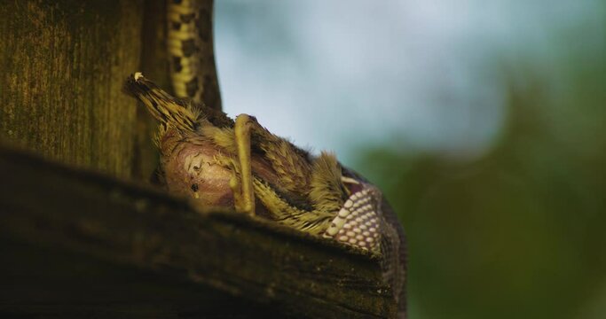 Bird Devoured By Snake. Nature's Predation. closeup