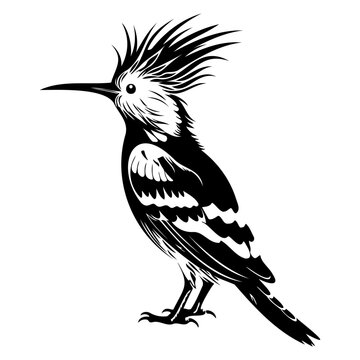 recommend clip art: Eurasian hoopoe icon, Simple illustration of Eurasian hoopoe icon, bird glyph icon.