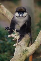 Schmidt’s Guenon