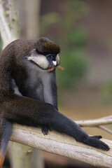 Schmidt’s Guenon