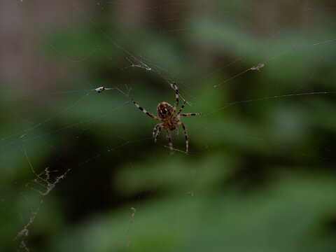 Close Up of the Underside of a Barn Spider on Its Web with Entrapped Prey