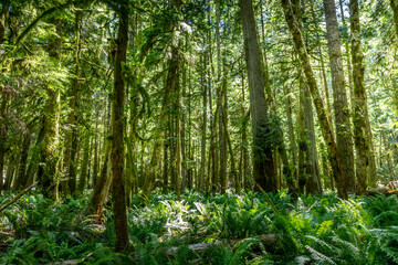 Naklejka na ściany i meble Lush green trees and ferns in the Hoh rainforest, Washington