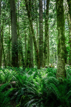 Lush green trees and ferns in the Hoh rainforest, Washington © Martina