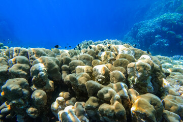 corals with little white black fishes in deep blue water from the red sea in egypt