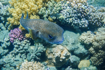huge spot fin porcupinefish hovering over wonderful colorful corals in clear water during diving