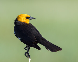 A Yellow-headed Blackbird balances on a twig